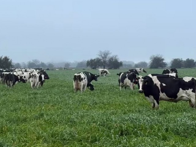 Cerraron 80 tambos en lo que va del 2025
